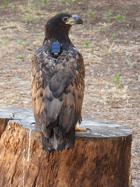 Ejemplar de pigargo europeo con su emisor GPS visible al dorso durante su estancia en las instalaciones de GREFA.