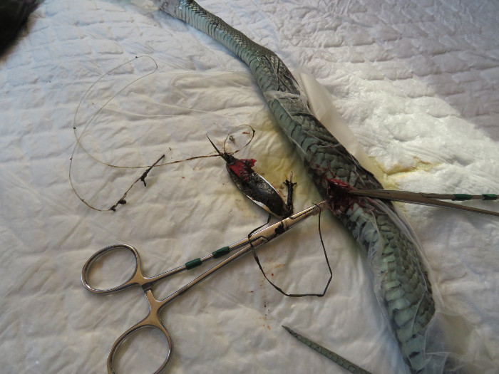 Señuelo de pesca junto a la culebra de collar a la que se le extrajo este objeto mediante intervención quirúrgica.
