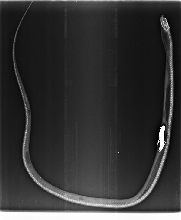 Radiografía lateral de la culebra de collar, con el señuelo de pesca en su interior.