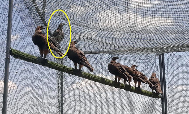 Seis de las águilas de Bonelli reintroducidas en la Comunidad de Madrid en 2021, acompañadas de la hembra "Lubrina", identificada por el círculo amarillo y que está posada en la parte externa del "jaulón-hacking