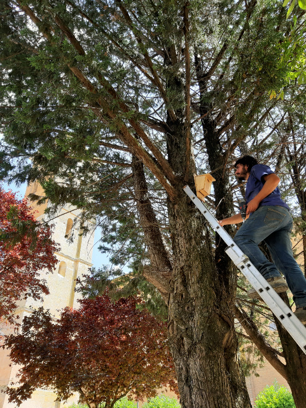 Momento de la colocación de un refugio para murciélagos en Autillo de Campos, concretamente en un árbol en el centro del pueblo.