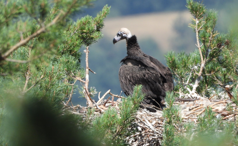 Uno de los dos pollos de buitre negro nacidos en la Sierra de la Demanda en 2021 y que han salido adelante, concretamente el que tiene su nido en Tolbaños de Arriba (Burgos).