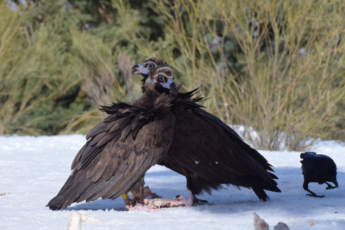 Pareja de buitres negros exógenos "Benigno" (a la izquierda) y "Canaleja", el pasado invierno en un punto de alimentación de la Sierra de la Demanda. En 2021 esta pareja ha criado con éxito un pollo de buitre negro en la zona, concretamente en Tolbaños de Arriba (Burgos).