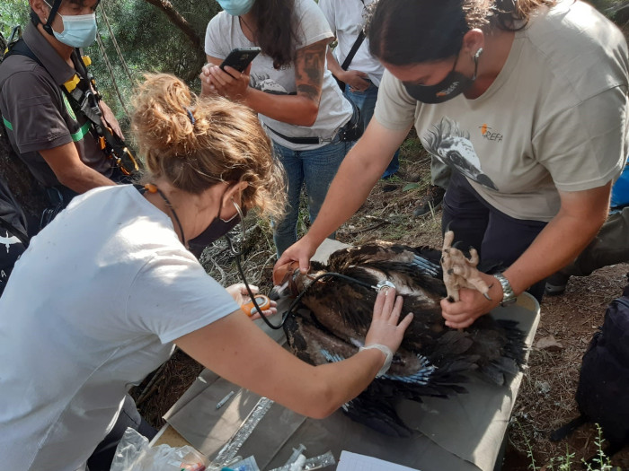 Revisión veterinaria del primer buitre negro nacido y marcado con GPS en 2021 en la Sierra de la Demanda, pocos instantes antes de que se le colocase el emisor. Este pollo es hijo del macho "Arámol" (reintroducido) y de una hembra exógena. Su nido está en Huerta de Arriba (Burgos).