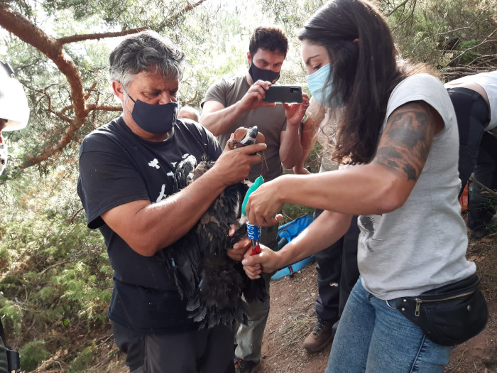 Anillamiento del primer buitre negro nacido y marcado con GPS en 2021 en la Sierra de la Demanda.