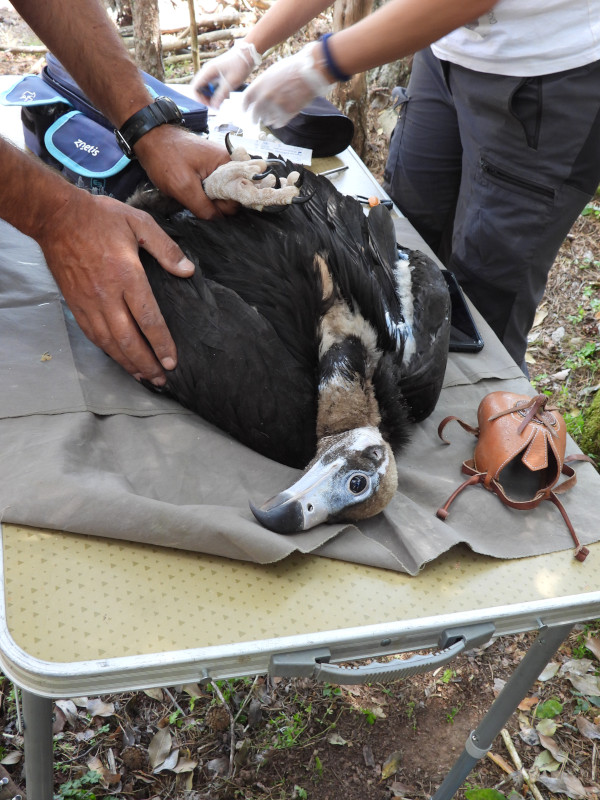 Revisión veterinaria del segundo buitre negro nacido y marcado con GPS en 2021 en la Sierra de la Demanda, pocos instantes antes de que se le colocase el emisor. Este pollo es hijo del macho "Benigno" (exógeno) y la hembra "Canaleja" (exógena). Su nido está en Tolbaños de Arriba (Burgos).