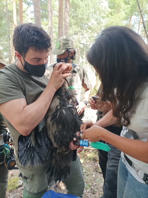 Anillamiento del segundo buitre negro nacido y marcado con GPS en 2021 en la Sierra de la Demanda.