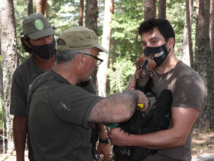 Colocación del emisor al segundo buitre negro nacido y marcado con GPS en 2021 en la Sierra de la Demanda.