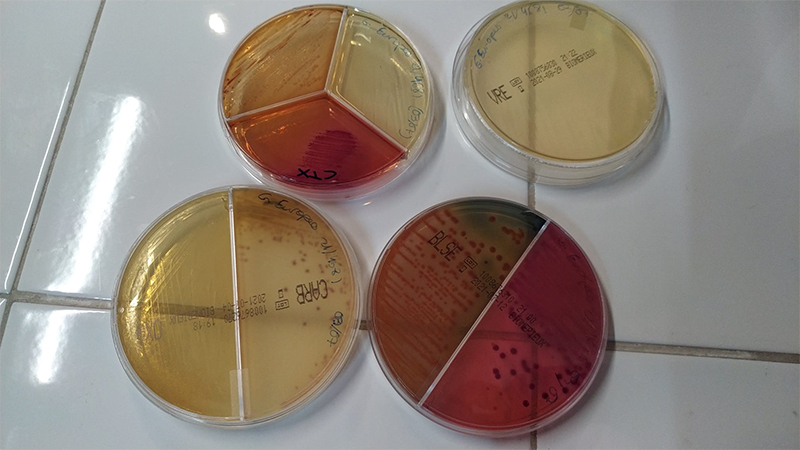 Cepas obtenidas en el laboratorio de GREFA de enterobacterias resistentes a antimicrobianos.