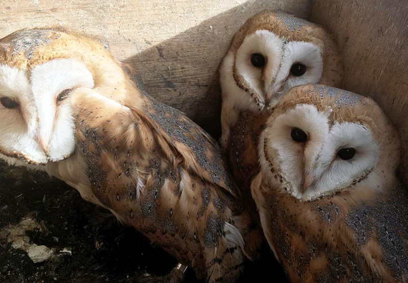 Pollos volantones de lechuza encontrados recientemente en una caja nido en Osorno (Palencia).