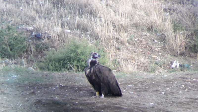 El buitre negro "Bartolo" fotografiado en el Centro de Tratamiento de Residuos (CTR) Ávila-Norte, en Urraca-Miguel (Ávila), el pasado 16 de septiembre.