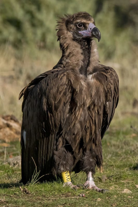 Fotografía de "Bartolo" hecha en noviembre de 2016 desde un "hide" de Hidesmadrid, en la Sierra Oeste de Madrid. Foto: Alberto Álvarez.