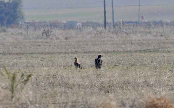 El buitre negro "Guisando", con un águila imperial joven, en el sur de Valladolid. Foto: Pedro Decimavilla.