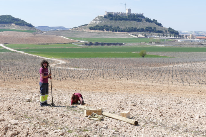 Dos voluntarios de GREFA colocan cajas nido para aves insectívoras en las viñas de Pago de Carraovejas, en Peñafiel (Valladolid).