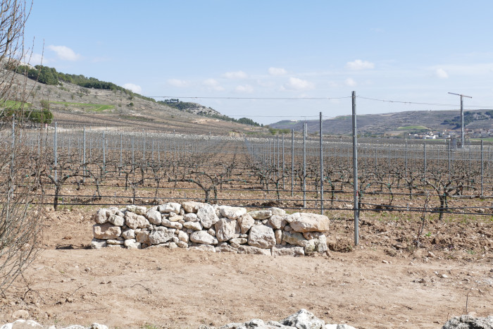 Muro de mamposteria para ofrecer refugio a la fauna en las viñas de Pago de Carraovejas.