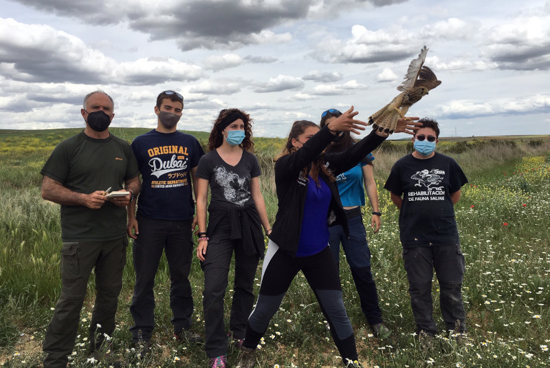 Momento de la liberación de la hembra de cernícalo vulgar "Abarca" en Osorno (Palencia), durante la primavera de 2021.