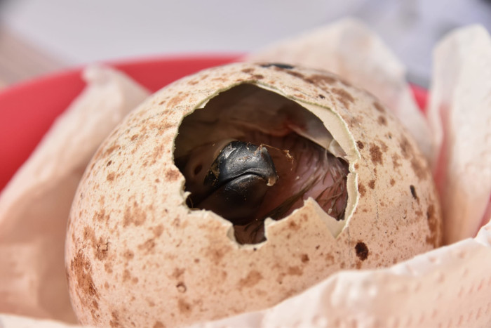 Momento de la eclosión de un pollo de buitre negro en 2021 en el centro de cría de GREFA.