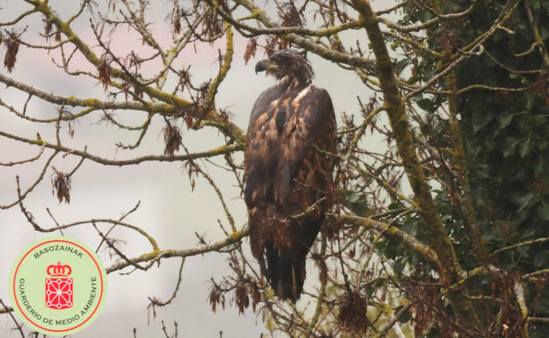 La hembra de pigargo "Sella", fotografiada a su paso por el norte de Navarra durante su dispersión. Foto: Basozainak - Guarderío de Medio Ambiente del Gobierno de Navarra.