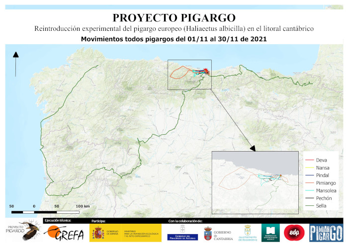 Movimientos durante noviembre de 2021 de los pigargos europeos liberados en Asturias