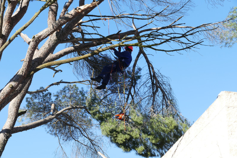 Un especialista en trabajos verticales escala a un pino para retirar una gran rama rota que cuelga del árbol.