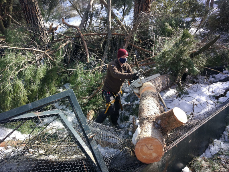 Un trabajador de GREFA corta una gran rama de pino caída en un recinto dedicado a la cría en cautividad.