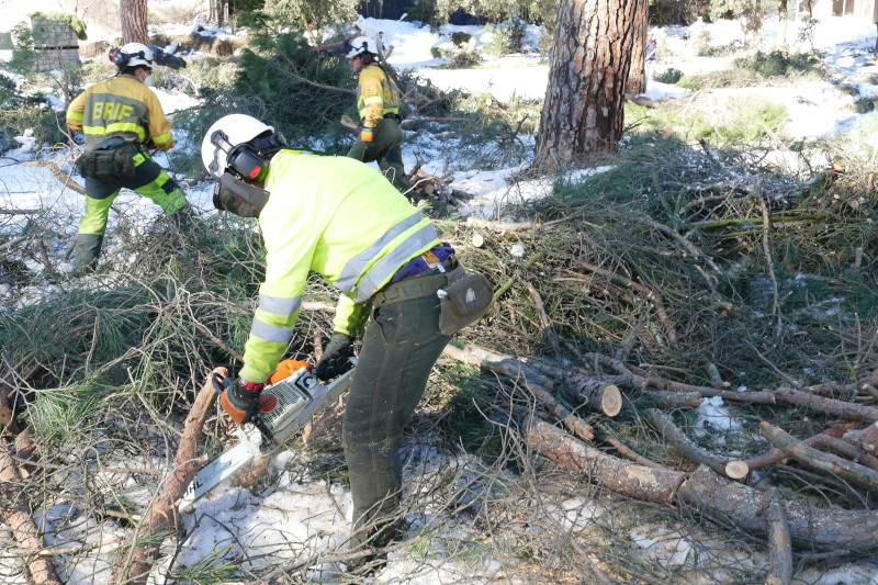 Miembros de la BRIF cortan ramas de pino con motosierra para facilitar su retirada.