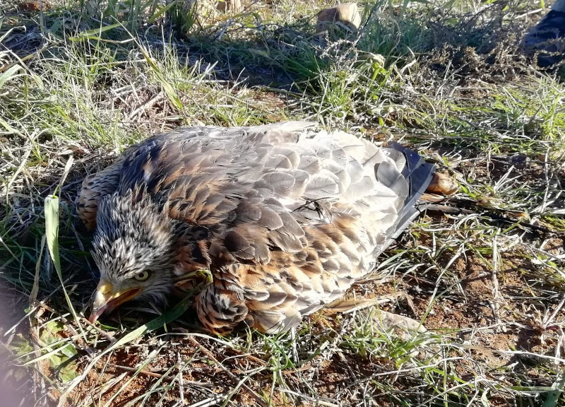 Milano real herido de un disparo en Daganzo (Madrid), que ingresó en GREFA el pasado 6 de enero.