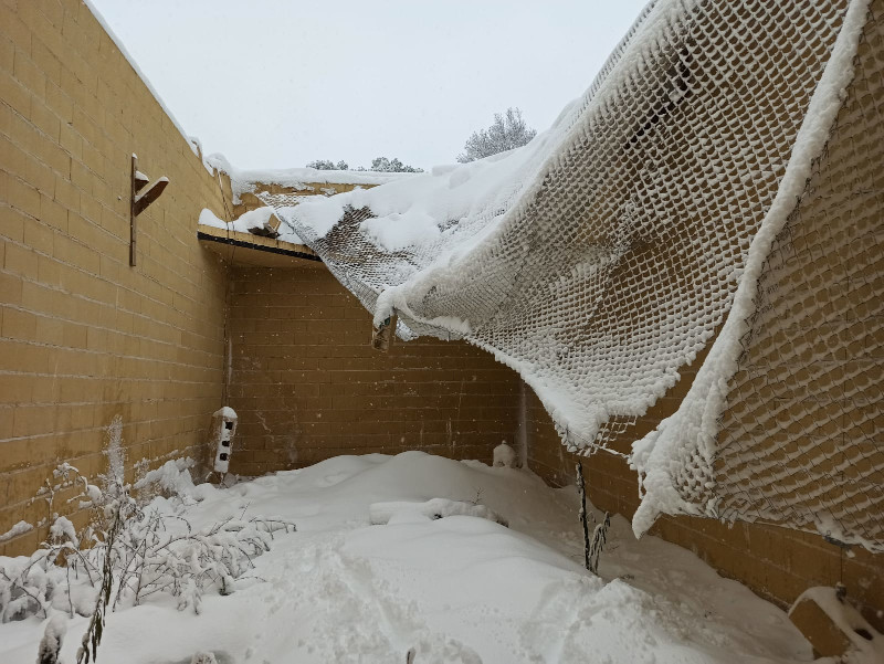 Damage due to accumulation of snow in an enclosure for the captive breeding of Bonelli's eagle.