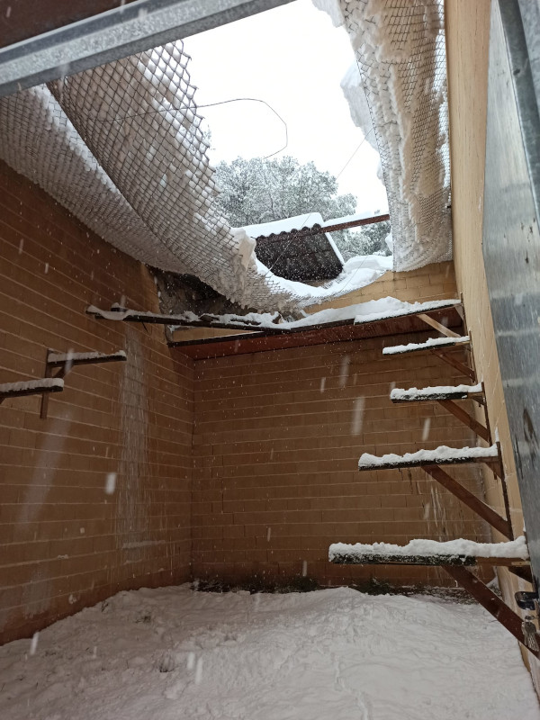 Daños por acumulación de nieve en un recinto para la cría en cautividad del águila de Bonelli.