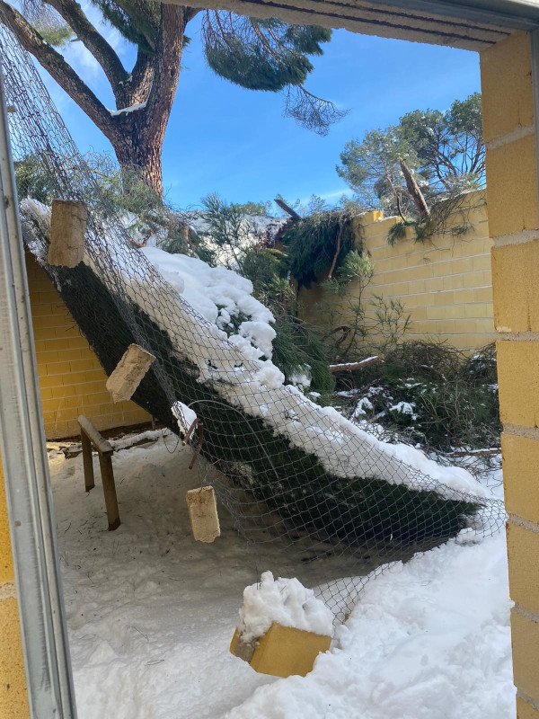 Damage from falling trees and snow accumulation in an enclosure for captive breeding of the cinereous vulture.