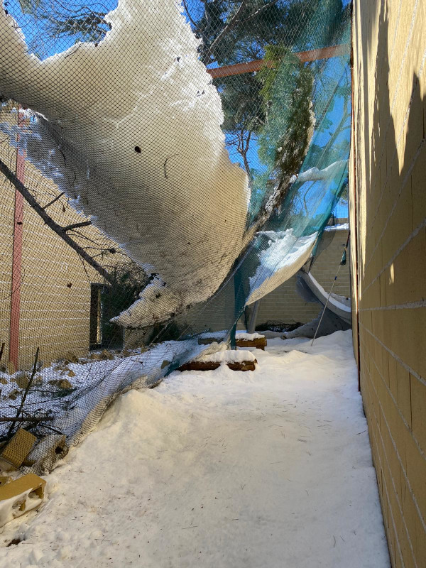 Daños por caídas de árboles y acumulación de nieve en el voladero principal de GREFA para la rehabilitación de fauna.