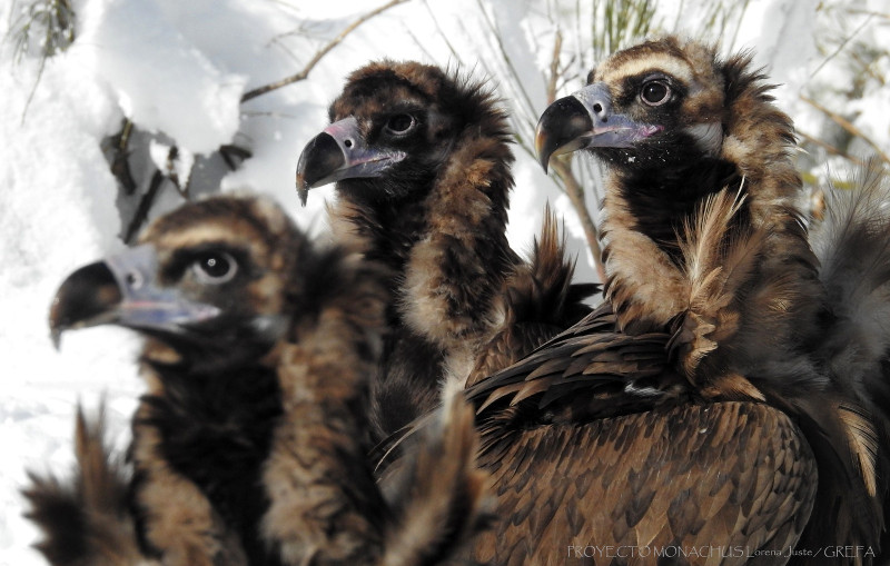 Buitres negros de la Sierra de la Demanda. Nuestro proyecto de recuperación de la especie en estas montañas será el tema de uno de los seminarios previstos.