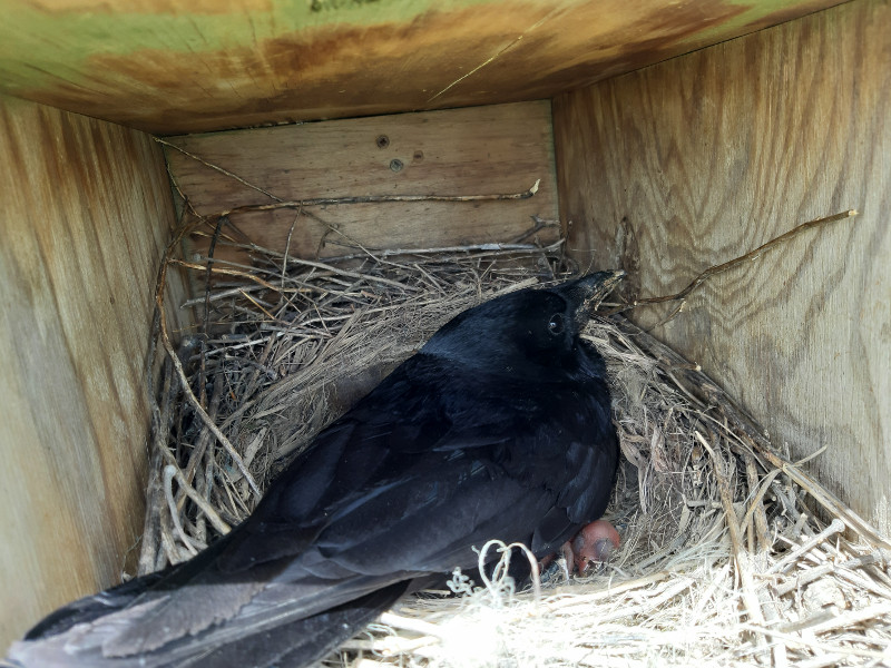 Una corneja empolla a sus neonatos en una caja nido en San Martín de Valderaduey (Zamora).