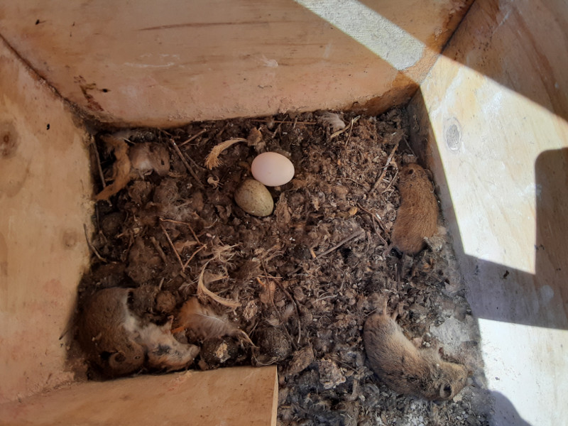 Huevo de lechuza junto a huevo de córvido en un nidal, en Frechilla (Palencia). De esta caja salió una lechuza, que además tenía acumulados varios topillos, como se ve en la fotografía. Por lo tanto, se puede deducir que encontró la caja con el huevo de córvido abandonado o bien expulsó a su competidor