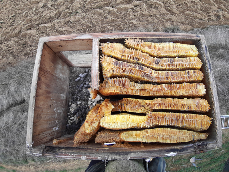 Caja de lechuza ocupada por abejas en Osorno (Palencia). El enjambre parecía moribundo al final del invierno, pero la caja fue reocupada por abejas entre la primera y la segunda revisión y la colmena se reactivó.