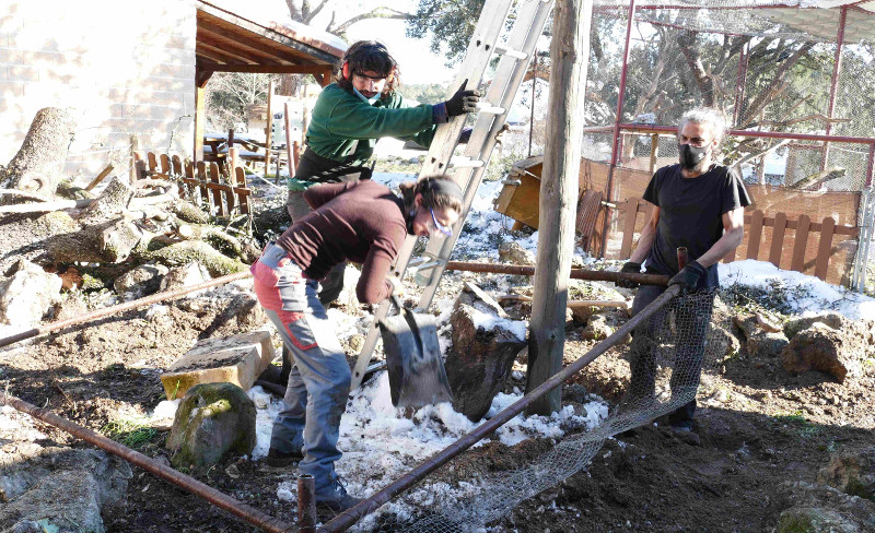 Trabajadores y voluntarios de GREFA retiran una estructura metálica en una de las instalaciones de GREFA dañadas.