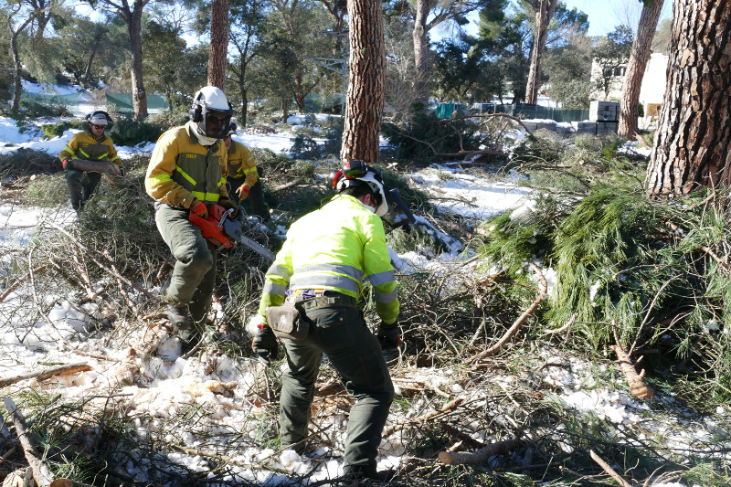 Miembros de las BRIF cortan ramas de pino con motosierra para facilitar su retirada.