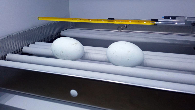 Ya están en la incubadora los dos huevos puestos hace pocos días por una de las parejas de águila de Bonelli del área de cría en cautividad de GREFA, una de las zonas de nuestro centro más dañadas por "Filomena".
