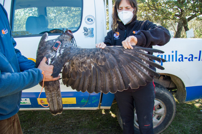 Chequeo a un águila de Bonelli a la que se le ha colocado un emisor GPS. Los datos suministrados por estas aves marcadas servirán para avanzar en los temas de estudio propuestos por el Comité Científico de AQUILA a-LIFE.