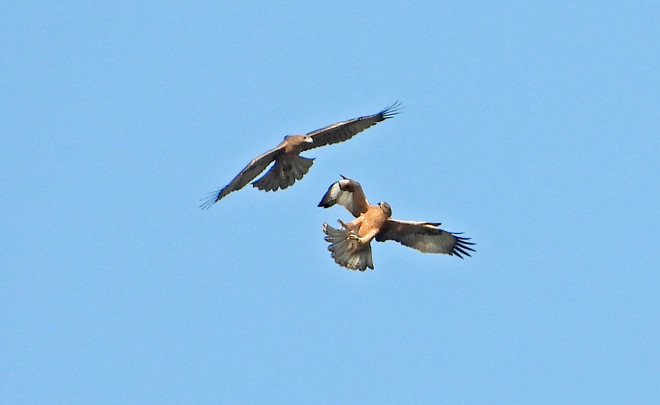 Juegos acrobáticos en vuelo de dos águilas de Bonelli jóvenes liberadas en la Comunidad de Madrid. La personalidad y el comportamiento de los ejemplares volanderos de la especie es una de las prioridades de investigación identificadas por el Comité Científico de AQUILA a-LIFE.