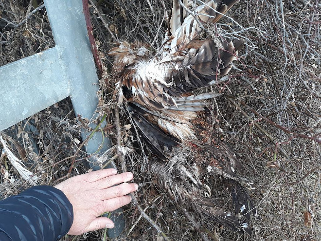 Un milano real electrocutado yace sobre el cuerpo de un ratonero caído previamente en el mismo punto.