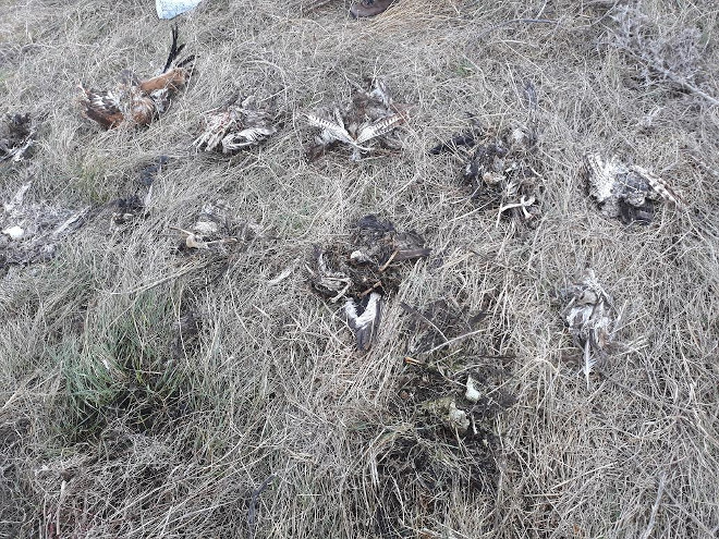Cadáveres de aves encontrados bajo un único poste en el episodio de electrocución de Cisla, en La Moraña abulense. 