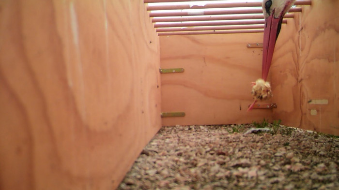 Imagen tomada mediante cámara de fototrampeo donde se observa una cigüeña comiendo del interior del comedero.