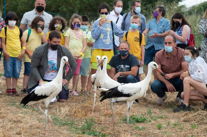 Liberación en Alcalá de Henares de cigüeñas rehabilitadas por GREFA el pasado 6 de julio.