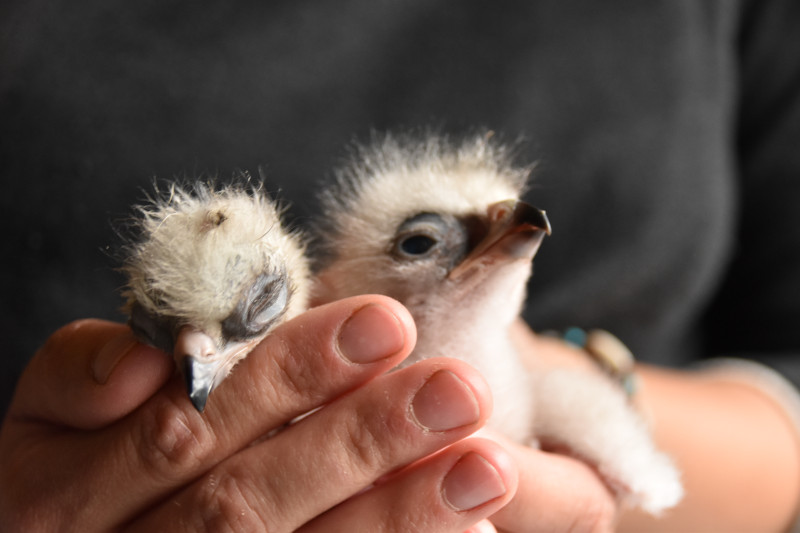Dos de los pollos de águila de Bonelli nacidos en el centro de cría en cautividad de GREFA en 2021.