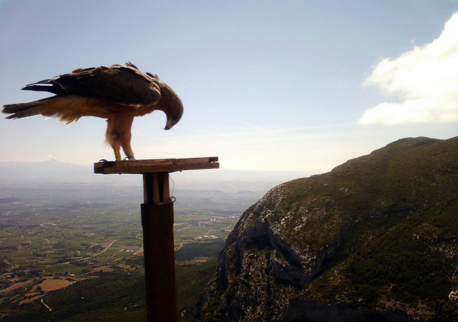 Imagen de fototrampeo de "Haizea", una de las águilas de Bonelli nacidas en 2021 en el centro de cría de UFCS-LPO (Vendée, Francia), tras ser liberada en Álava.