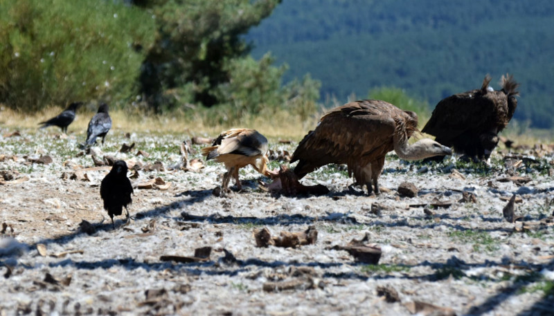 De izquierda a derecha, cuervo, alimoche, buitre leonado y buitre negro, durante nuestra emisión por Youtube el pasado 16 de julio en el PAE de Huerta de Arriba (Burgos).