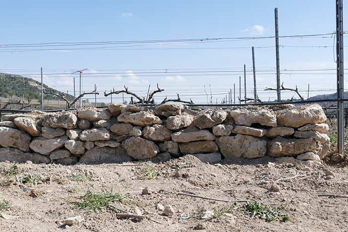 Muro de piedra entre cepas para refugio de reptiles, entre otros animales, instalado en la finca "Pago de Carraovejas", en Peñafiel (Valladolid).