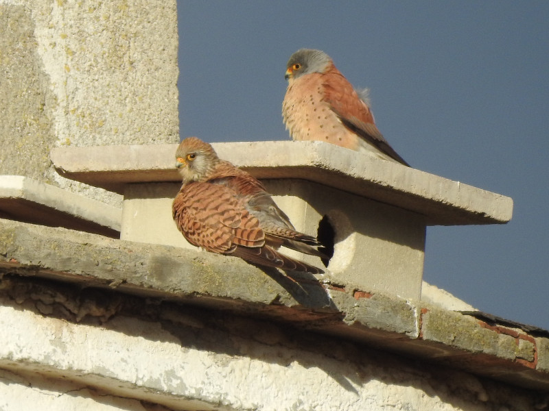 Pareja de cernícalo primilla junto al nidal donde crían en un silo agrícola de la provincia de Cuenca, dentro del Corredor Sureste del proyecto "Corredores para el primilla" de GREFA.