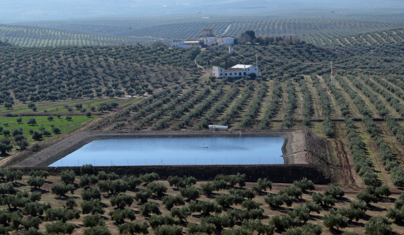 Balsa de riego entre olivos en la provincia de Jaén. Foto: Veinticuatro de Jahén / Shutterstock.